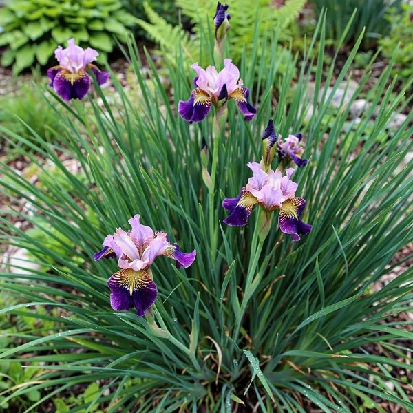 Iris sibirica 'On Mulberry Street'
