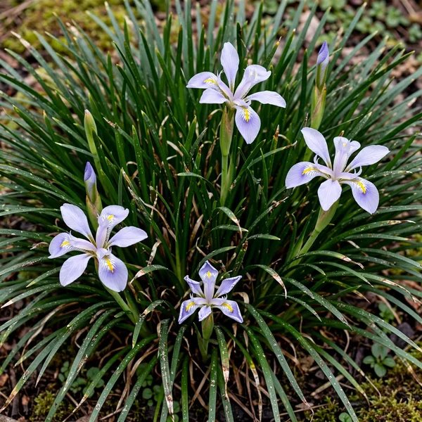 Iris unguicularis 'Butt Not'