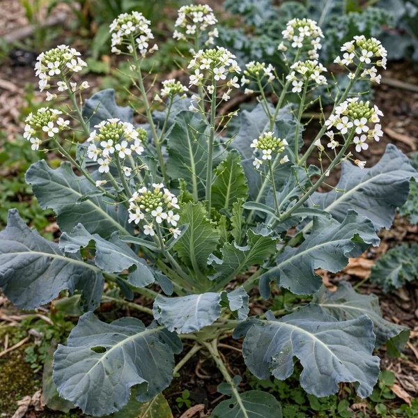 Brassica oleracea 'Snow Crown'