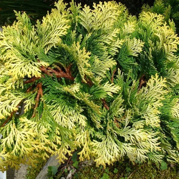 Chamaecyparis pisifera 'Minima Aureovariegata'