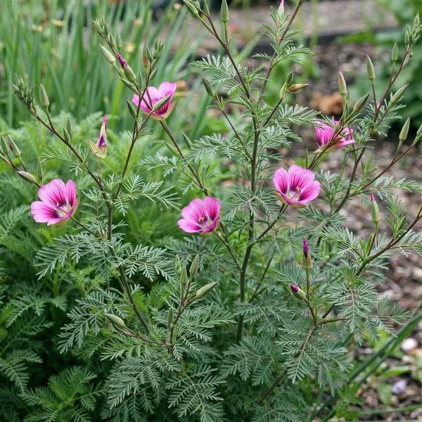 Clarkia rubicunda 'Shamini'