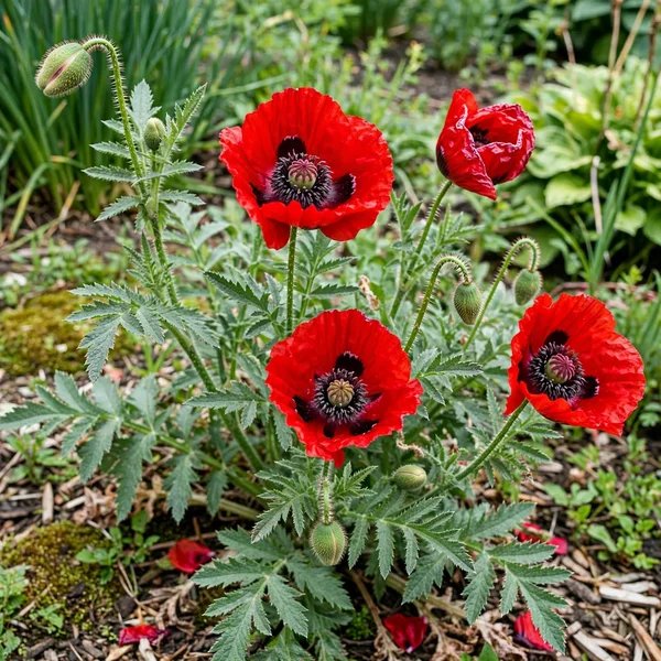 Papaver x hybrida