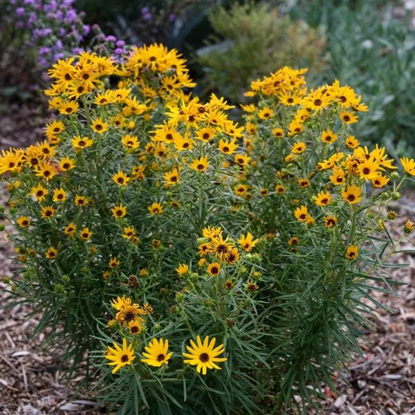 Helianthus angustifolius 'Low Down'