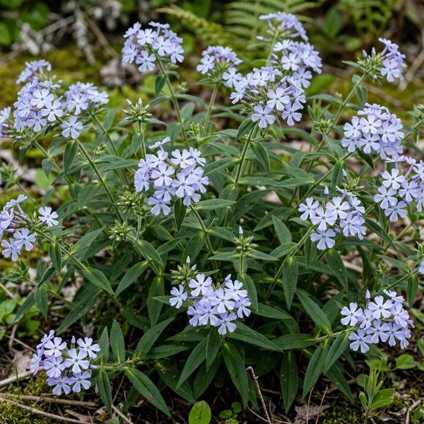 Phlox divaricata 'Blue Ribbon'