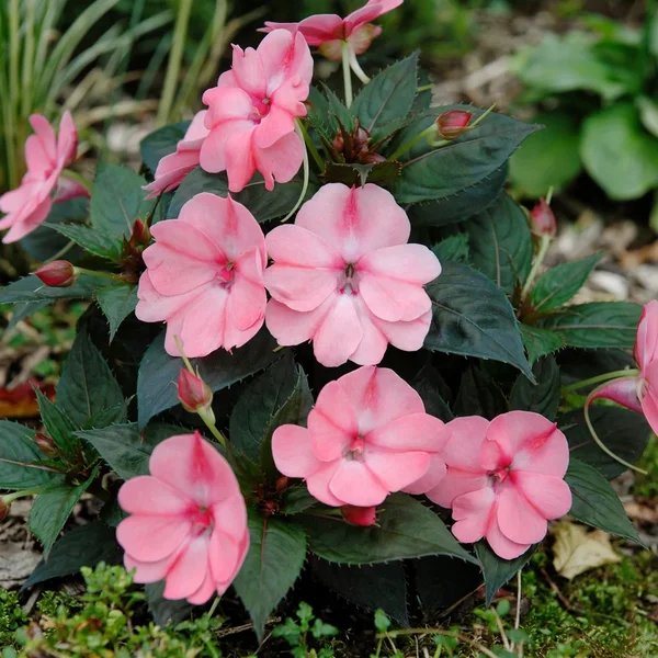 Impatiens x hybrida 'Magic Pink'