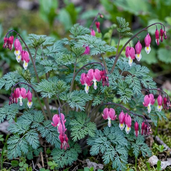 Dicentra spectabilis 'Amore Rose'