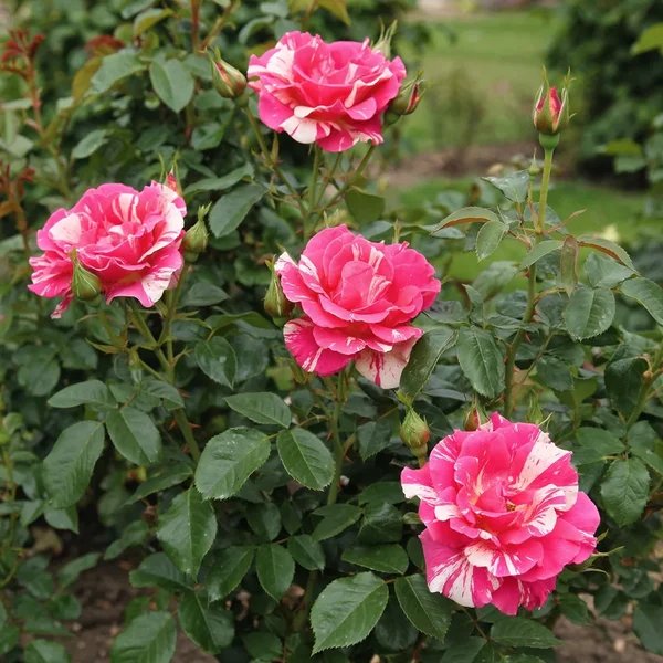 Rosa x hybrida 'Candy Land'