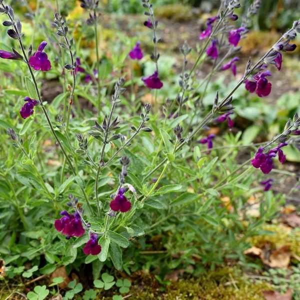 Salvia x jamensis 'Nachtvlinder'