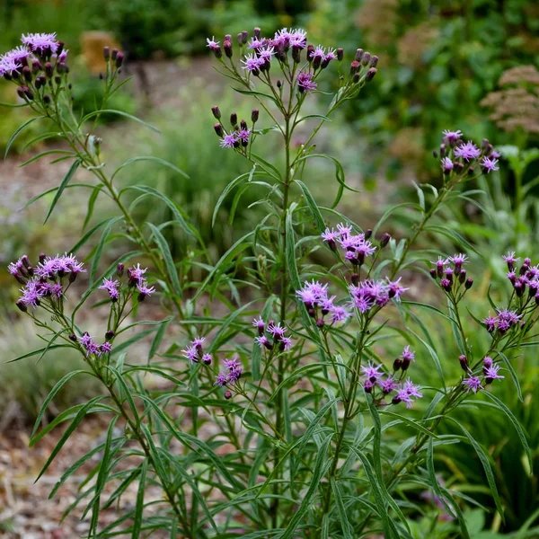 Vernonia arkansana 'Southern Cross'