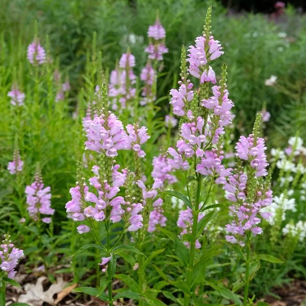 Physostegia virginiana 'Pink Manners'