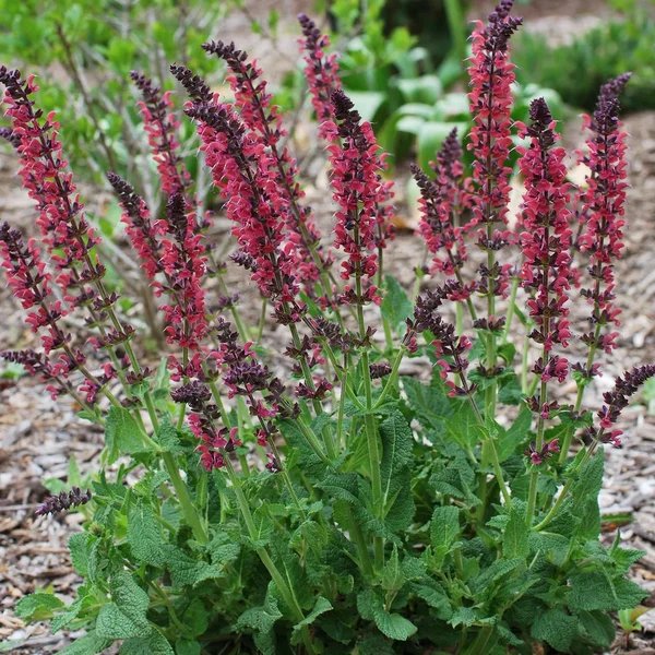 Salvia greggii 'Wild Thing'