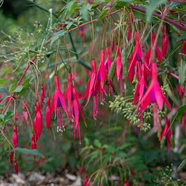 Fuchsia magellanica 'Santa Cruz'