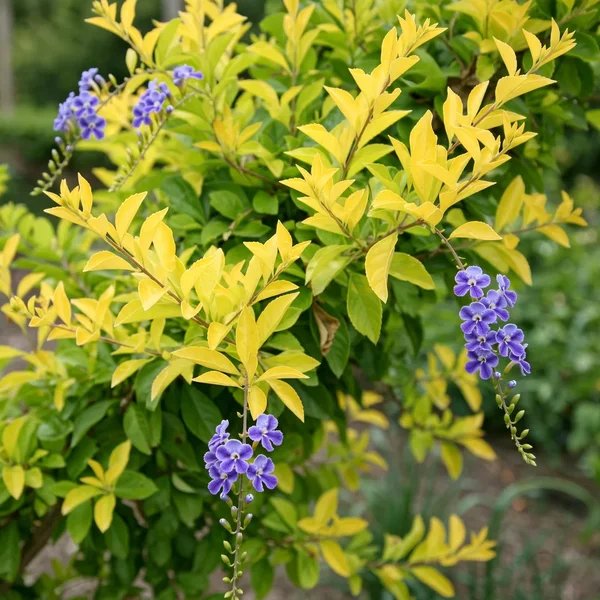 Duranta erecta 'Gold Nugget'