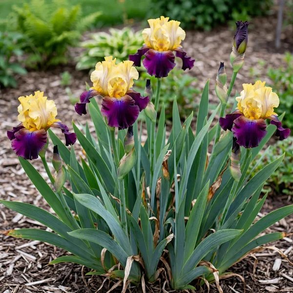 Iris x hybrida 'Blatant Reblooming KickStart'
