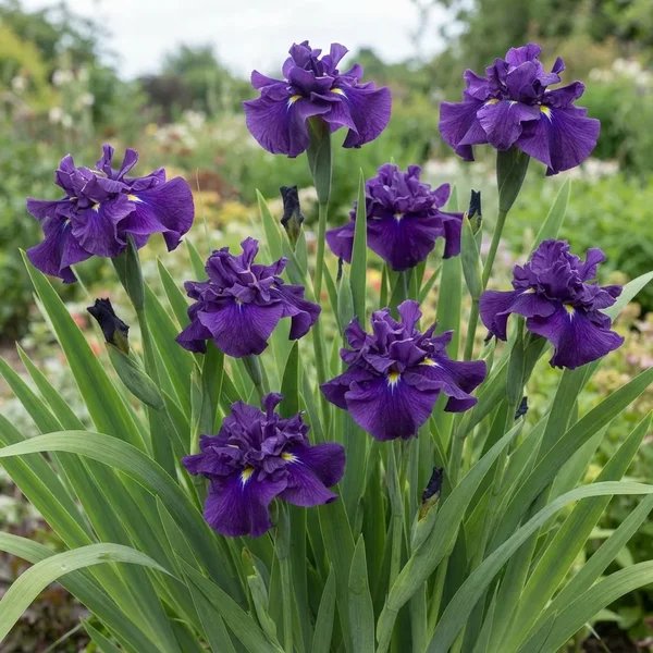 Iris ensata 'Royal Game'