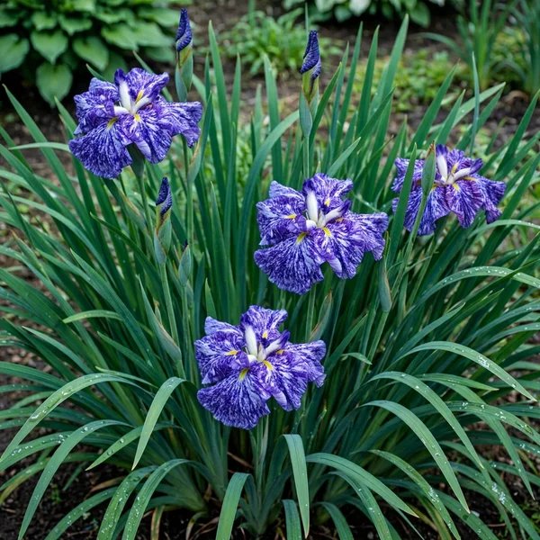Iris ensata 'Umi Botaru'