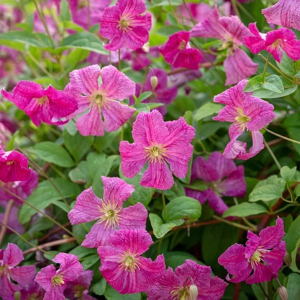 Clematis x durandii 'Pink Beauty'