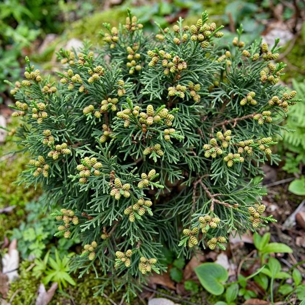 Juniperus chinensis 'Shimpaku'