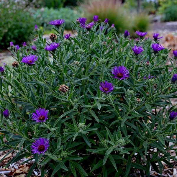 Aster x frikartii 'Grape Crush'