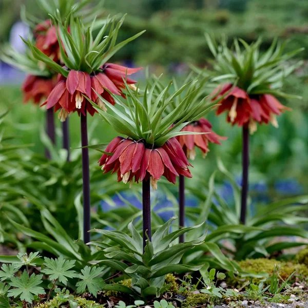 Fritillaria imperialis 'Red Crown Imperial'