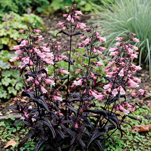Penstemon digitalis 'Dakota Burgundy'