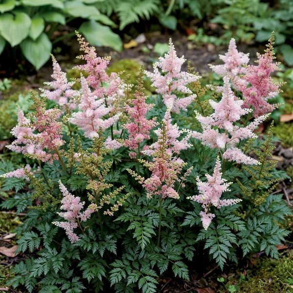 Astilbe x hybrida 'Mix'