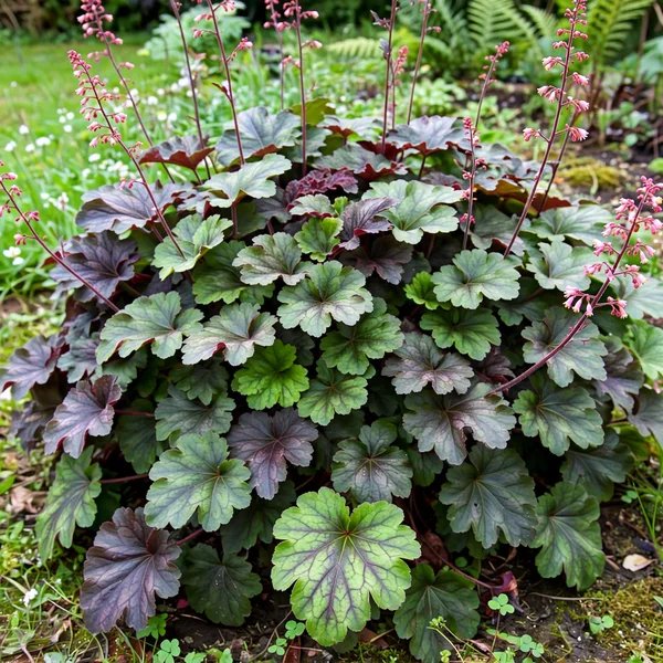 Heuchera x hybrida 'Rosamund'