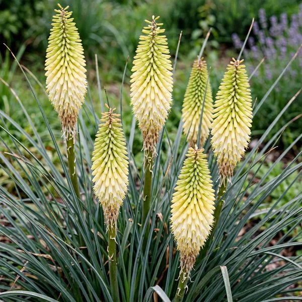 Kniphofia uvaria 'Percy'