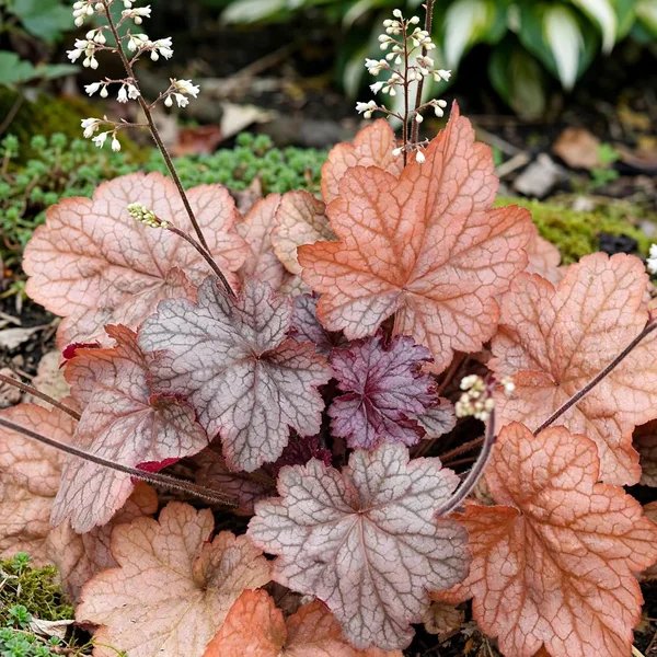 Heuchera sanguinea 'Georgia Peach'