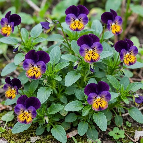 Viola cornuta 'Northern Lights'