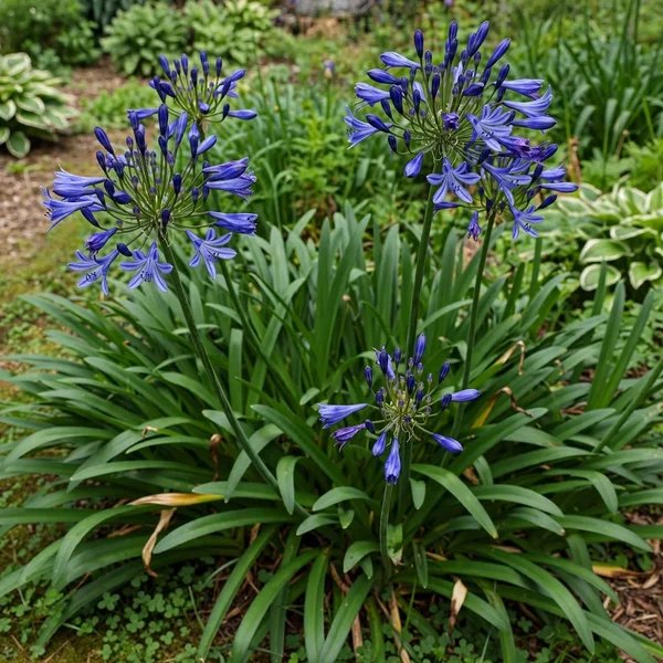 Agapanthus praecox 'Loch Hope'