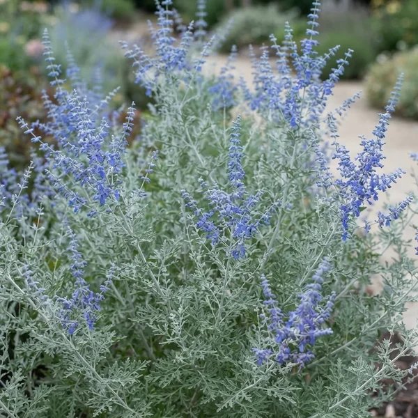 Perovskia atriplicifolia 'Denim 'n Lace'