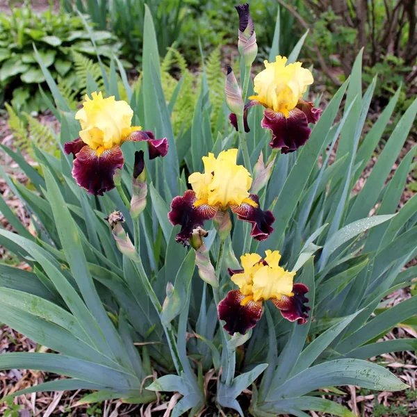 Iris x germanica 'Pirate Ahoy'