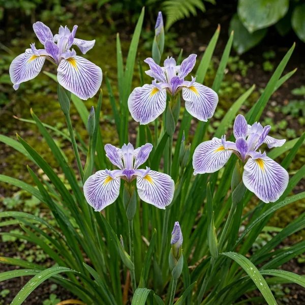 Iris ensata 'Tora Tora'