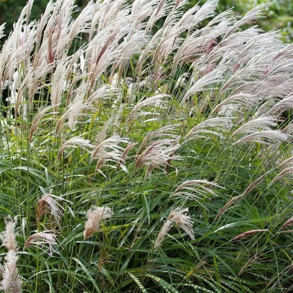 Miscanthus sinensis 'Kirk Alexander'