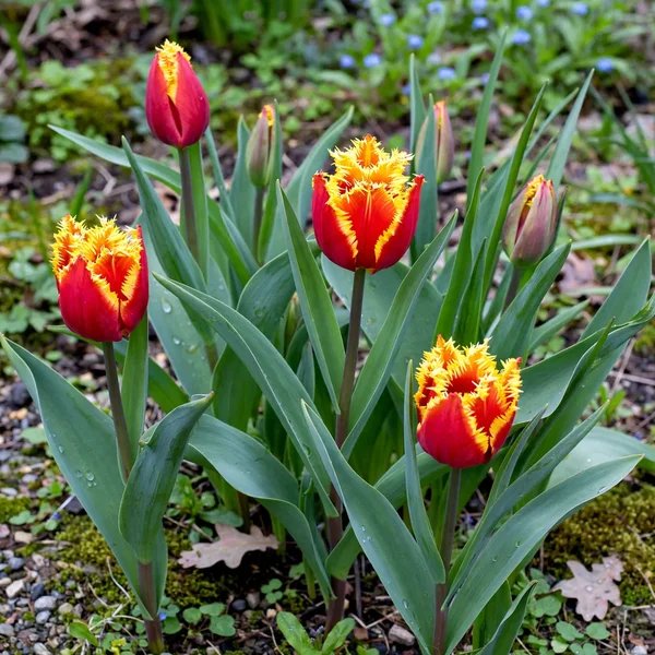 Tulipa x hybrida 'Davenport'