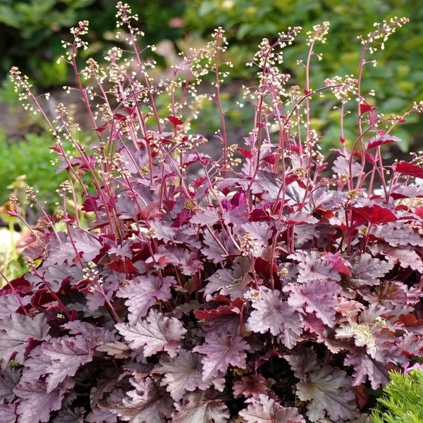 Heuchera micrantha 'Melting Fire'