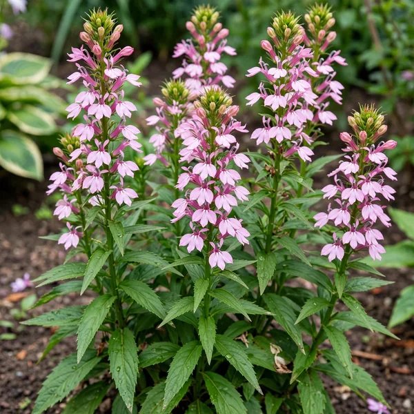 Lobelia cardinalis 'Pink Flamingo'