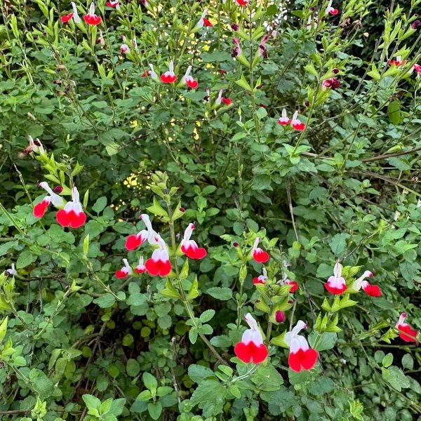 Salvia microphylla 'Hot Lips'