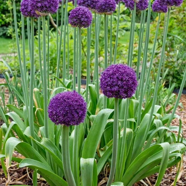 Allium x hybrida 'Ambassador'