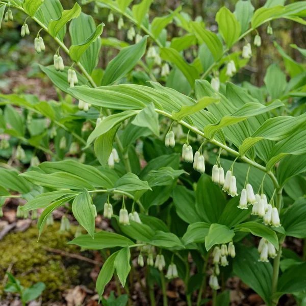 Polygonatum biflorum 'commutatum'
