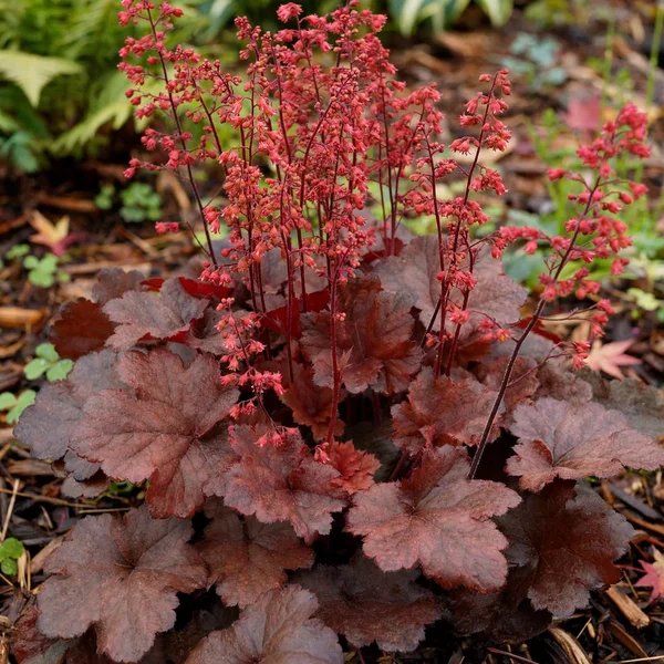 Heuchera sanguinea 'Cherry Cola'