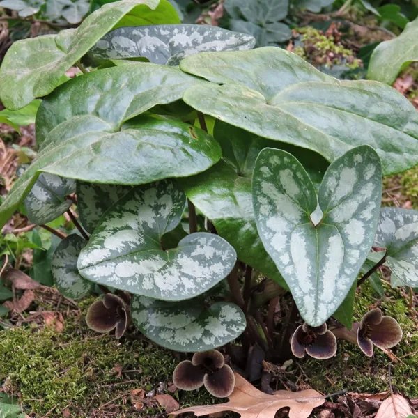 Asarum arifolium 'Little Brown Jugs'