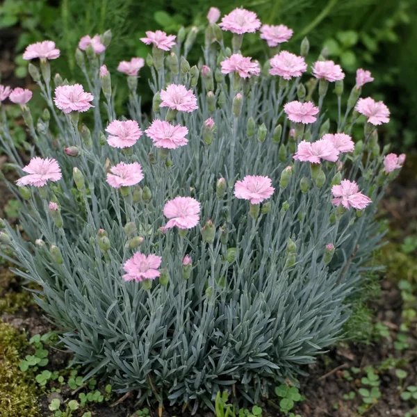 Dianthus x allwoodii