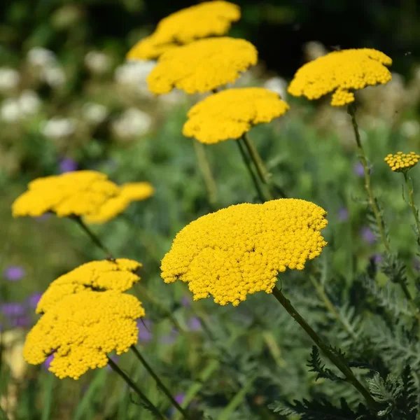Achillea filipendulina 'Gold Plate'