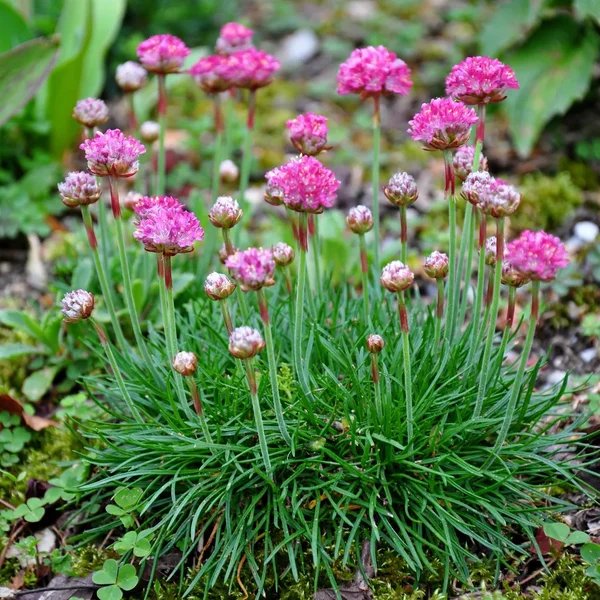 Armeria maritima 'Morning Star Rose'