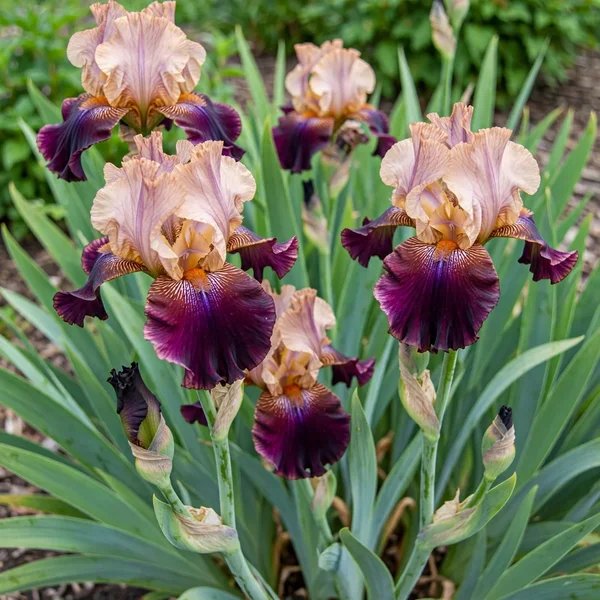 Iris x germanica 'Broad Shoulders'