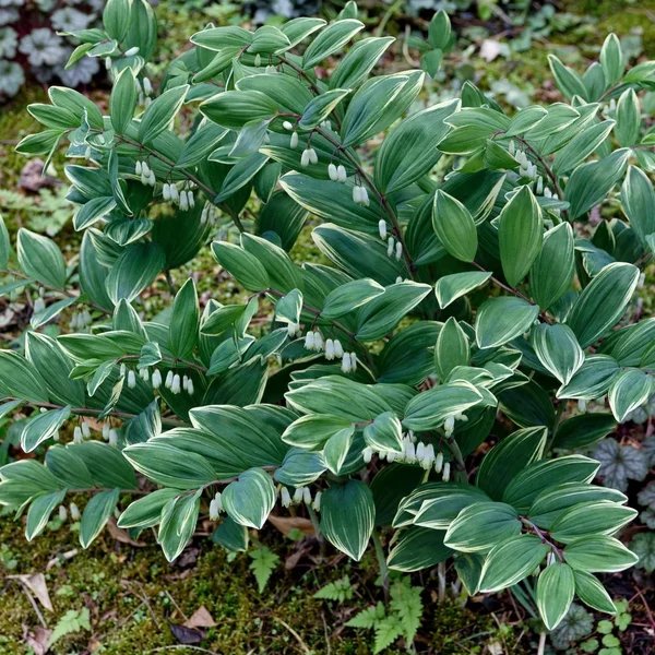 Polygonatum x hybridum 'Grace Barker'