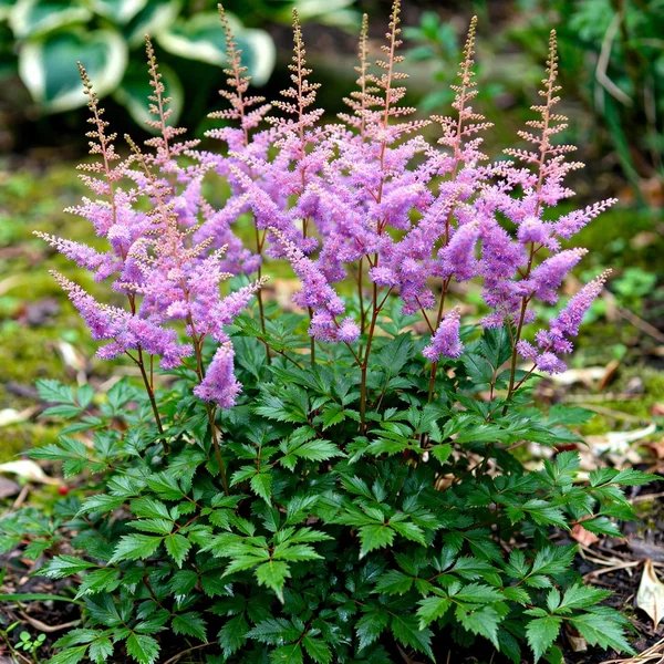 Astilbe x arendsii 'Amethyst'