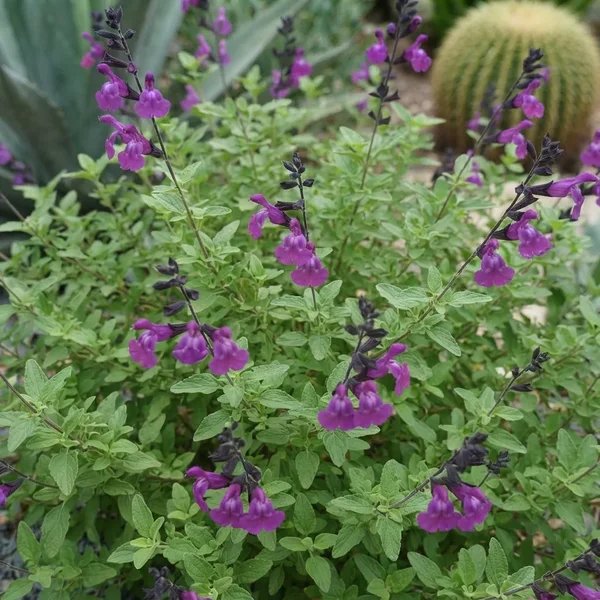 Salvia greggii 'Mes Azur'